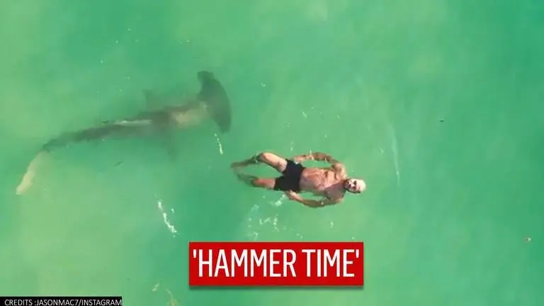 Hammerhead Shark