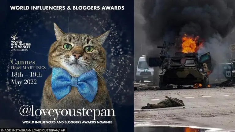 Influencer cat Stepan who escaped war in Ukraine selected for prestigious award Cat Stephen