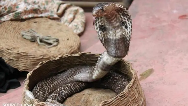 Nag Panchami messages in Hindi that one can share on this auspicious day nag panchami messages in hindi