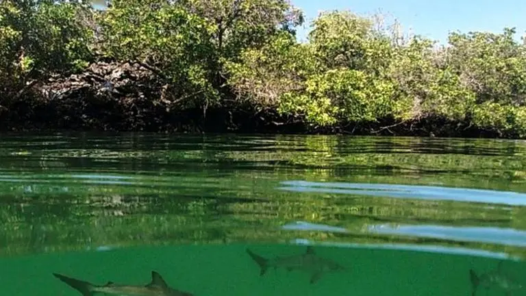 Coronavirus reaches Galapagos Islands, infects four on Ecuador's heritage isle Coronavirus infects four in world heritage site Galapagos Islands