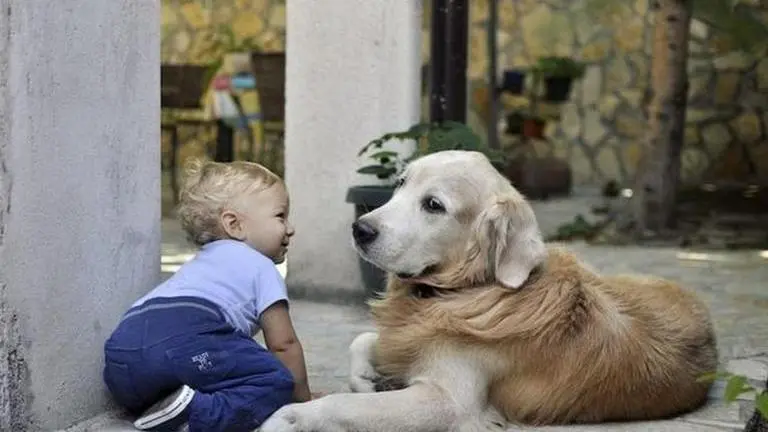 Stray dog saves life of abandoned infant by carrying it in trash bag in Lebanon Lebanon