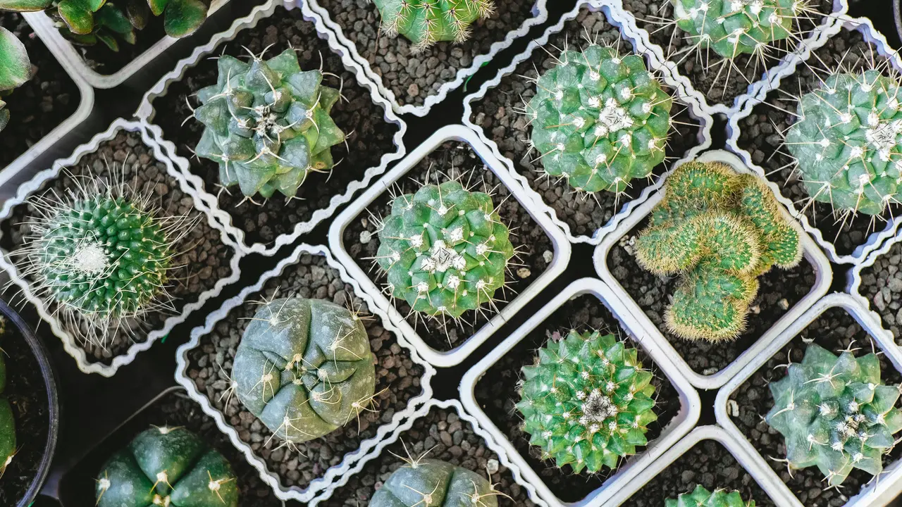 Cacti is not an auspicious gift