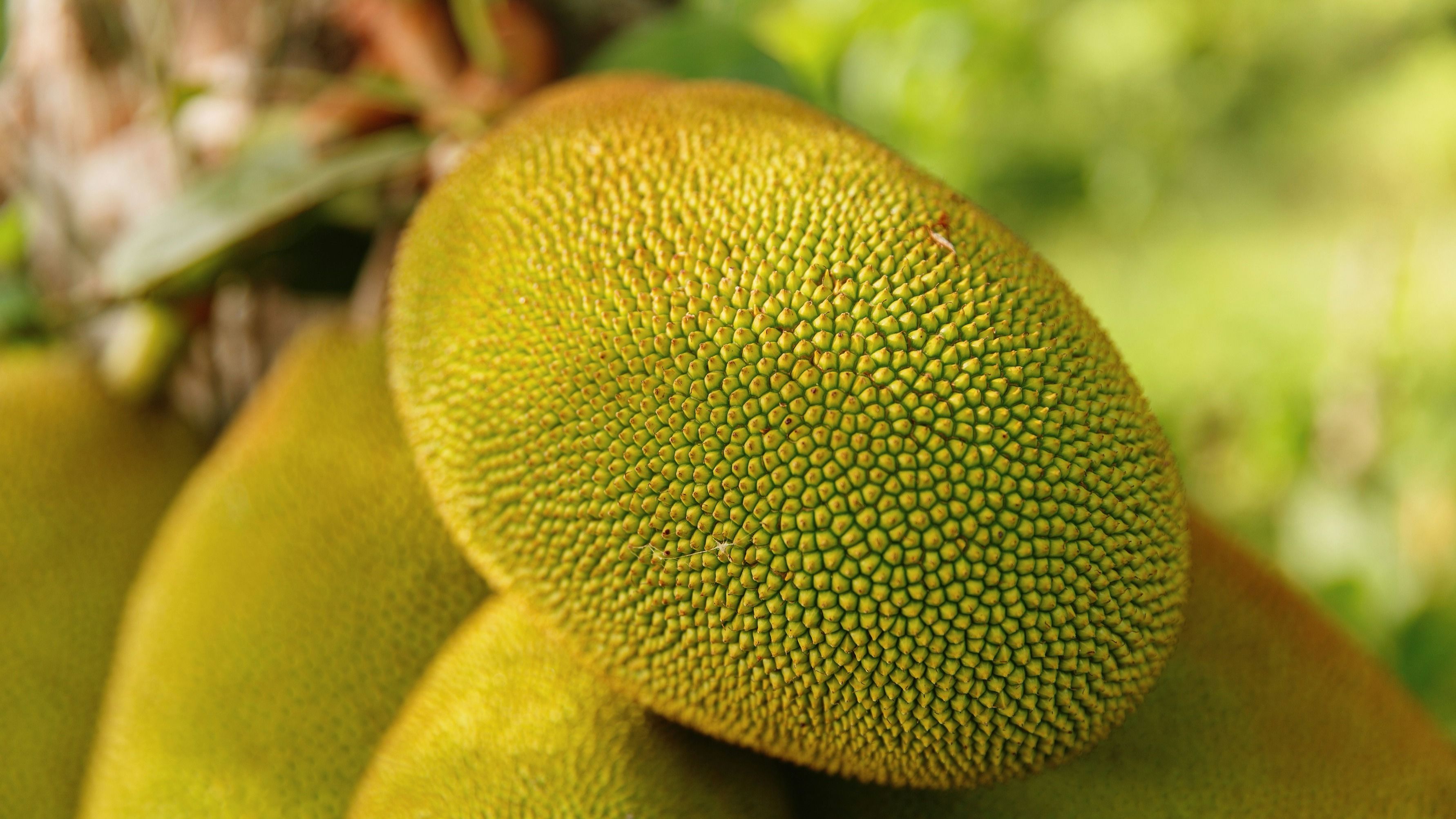 High on nutrients: Jackfruit is known for its impressive nutrition profile. It contains a moderate amount of calories. 