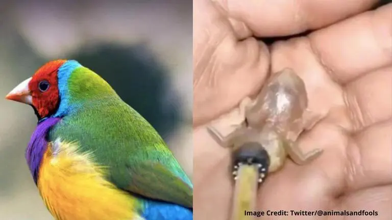 Baby bird being fed with straw sparks hilarious memes, netizens call it 'corona bat' baby bird