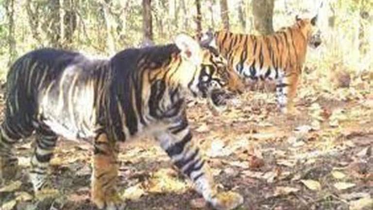 Rare Melanistic tiger found dead in Odisha's Similipal National Park ...