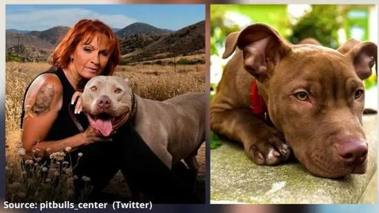 what happened to mutt on pit bulls and parolees