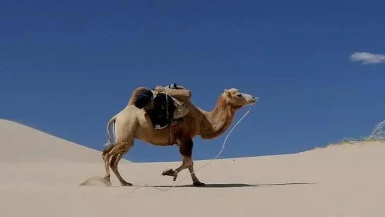 Camel walks more than 100 kilometres for 7 days to find its owners after being sold off Camel