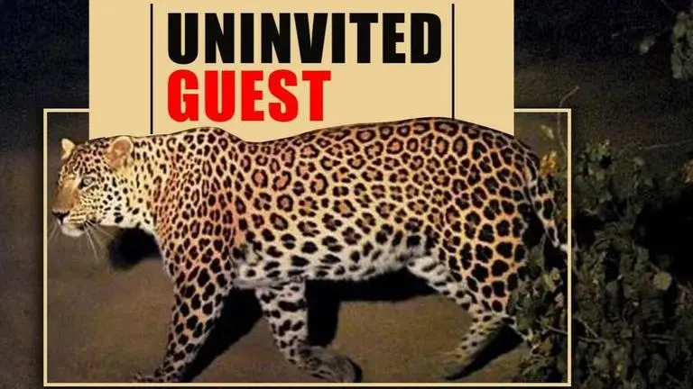 Leopard shows up at family dinner in Maharashtra, all escaped unhurt Leopard