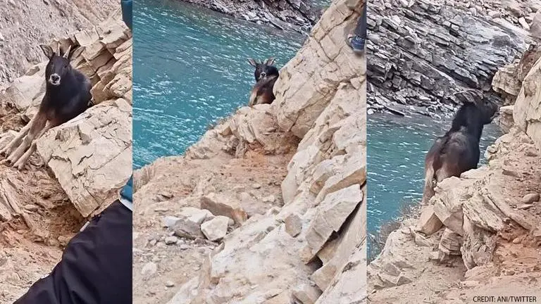 Rare Himalayan Serow spotted in Spiti, photo amuses internet