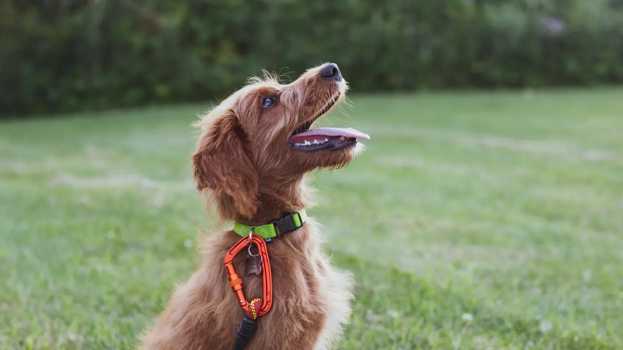 How To Use Positive Reinforcement To Train Your Pet Dogs Training dogs