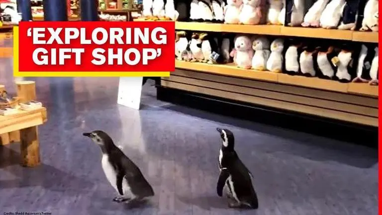 Penguins