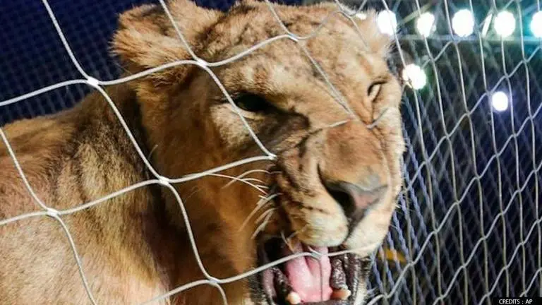 Video: Lioness attacks trainer during circus performance, netizens say 'leave them alone' Lioness