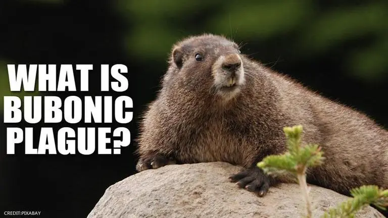 Bubonic plague in China: Here's all you need to know about infamous 'Black Death' China