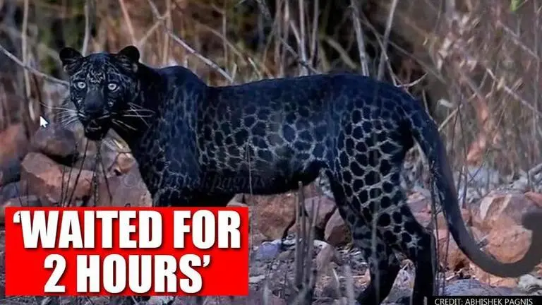 Pune-based photographer waited 2 hours for ‘perfect shot’ of rare semi-melanistic leopard Pune