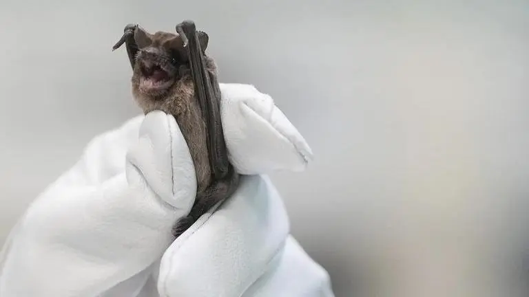 German police seize cooked bats from van on Belgian border bats