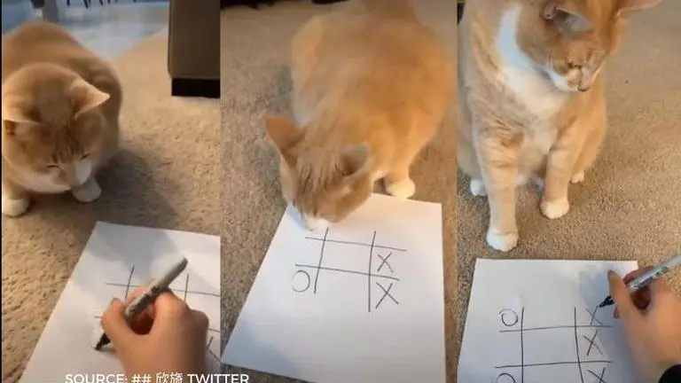 Viral videos of cats playing tic tac toe surface as people self-quarantine | WATCH viral videos