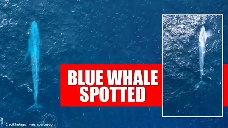 Sydney Photographer captures picture of rare Blue Whale spotted third time in 100 years