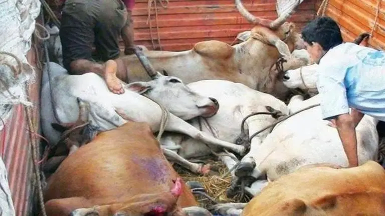 Smugglers attack cow vigilantes in Nanded; one dead, six injured Cow vigilantes assaulted