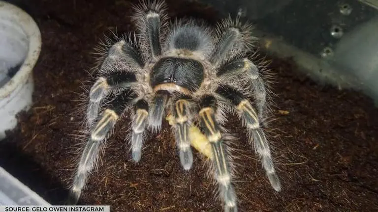 tarantula in shoes