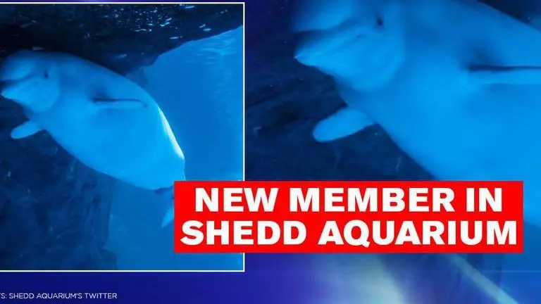 Beluga whale gives birth to an energetic male calf, birthing video breaks internet beluga whale