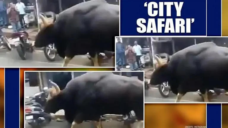 Video of Indian bison taking a stroll on Karnataka streets amid lockdown goes viral Video