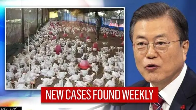 South Korea has culled nearly 22 million birds in two months: Reports South Korea