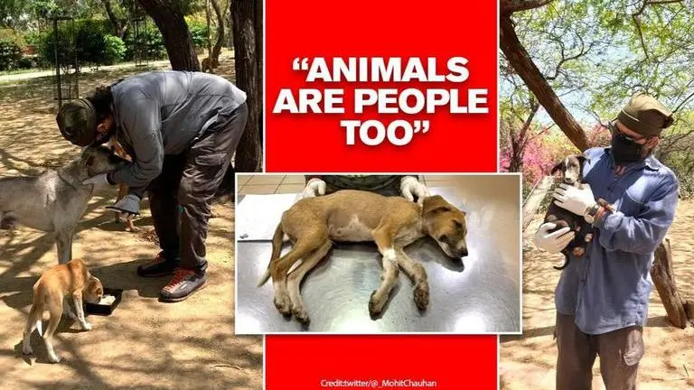 Mohit Chauhan feeding strays daily, rescuing injured as celebs ignore pleas Mohit Chauhan feeding strays daily, buries puppies, rescues injured as celebs ignore pleas