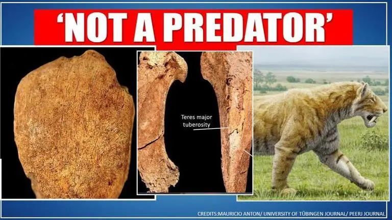 Saber-tooth predators from South America were not 'ferocious': Study saber-tooth predator