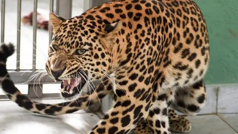 Woman fights off leopard with bare hands in Bengal tea garden