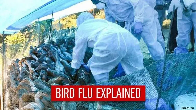 H5N8 avian flu strain detected in humans: Everything you need to know about the flu H5N8