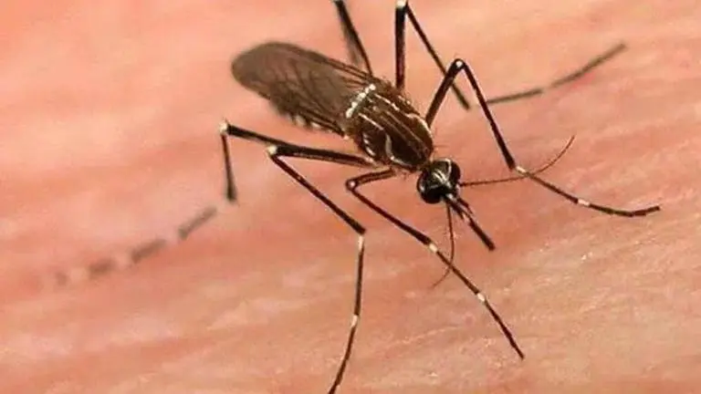 UP government claims decline in dengue deaths Dengue