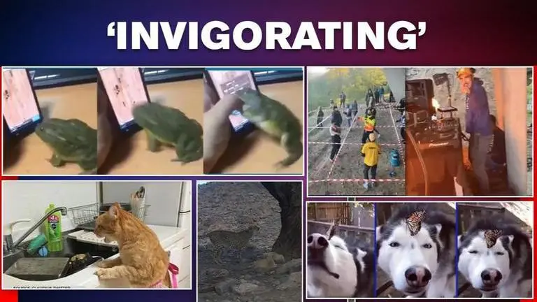 Good News: From people dancing in social distance party to cat doing dishes at the sink Good News