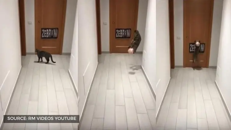 YouTube goalkeeper cat video grabs Twiteratti's hearts as it goes viral youtube goalkeeper cat