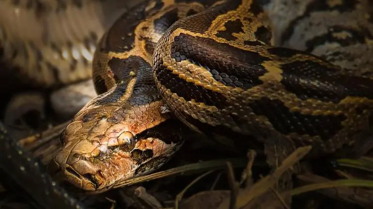 Indian rock python measuring 9.5 feet rescued from residential locality in Maharashtra's Thane Python in Thane
