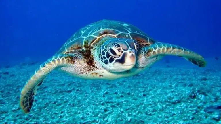 Sri Lanka: Dead turtles found along shoreline, authorities suspect underwater explosion Sri Lanka: Dead turtles found on shoreline, authorities suspect underwater explosion