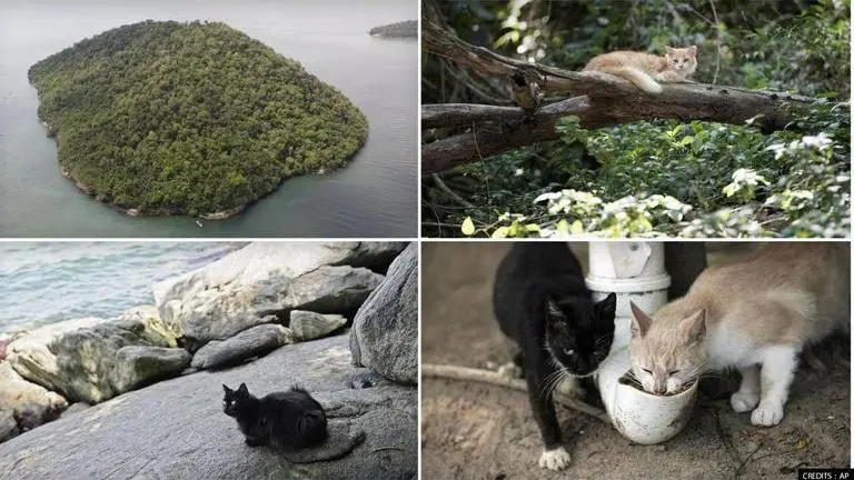 'Island of Cats': Hundreds of cats on Brazilian island; officials unsure to save them island of cats