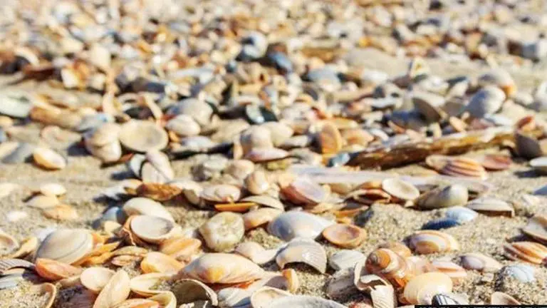 Canada heatwave likely 'boiled' 100 crore marine animals to death, experts say Canada