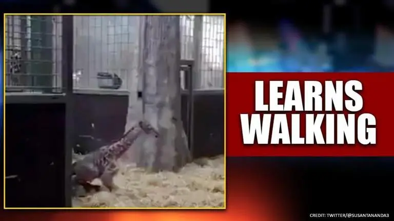 Video of newborn giraffe trying to take its first step delights internet Video