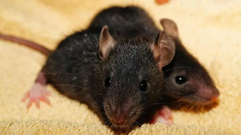 Video of mysterious creature, similar to 'three-eyed mutant rat hybrid', goes viral: Watch rat hybrid