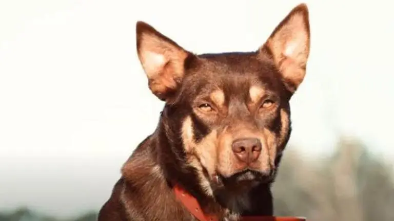 'Quite a character': Australian Kelpie sold for nearly Rs 20 lakh at dog auction Australian Kelpie
