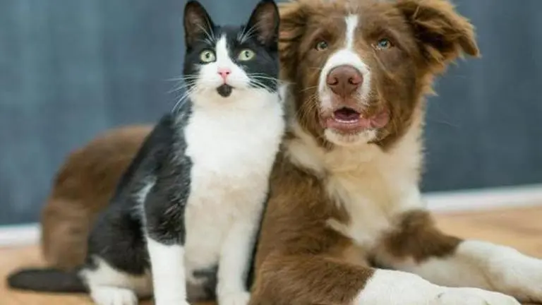 Paw-parents know no rural-urban divide; 67% Gen-Z pet parents seek better pet care Pets