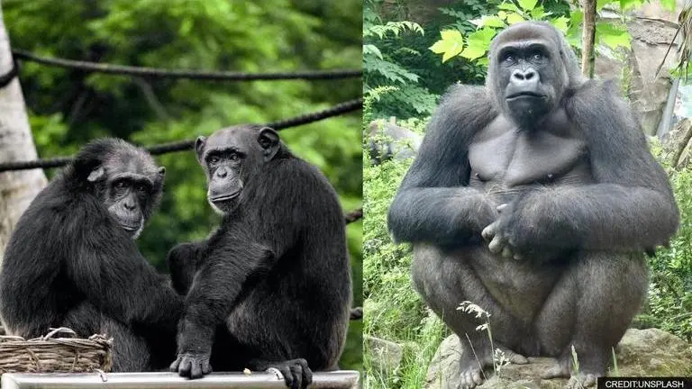 Chimpanzees killing gorillas: Research shocks scientists as they witness it for first time Chimpanzees
