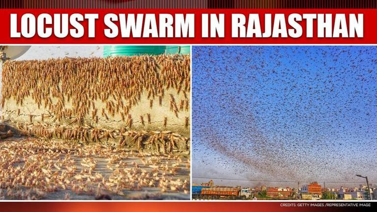 Locust swarm: Visuals of the invasion Jaipur is facing will send ...