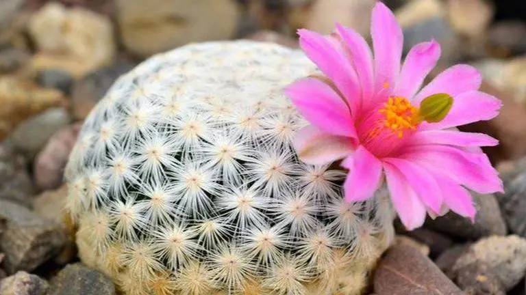 Texas special cell battles to save rare desert beauty from smuggling gangs Texas