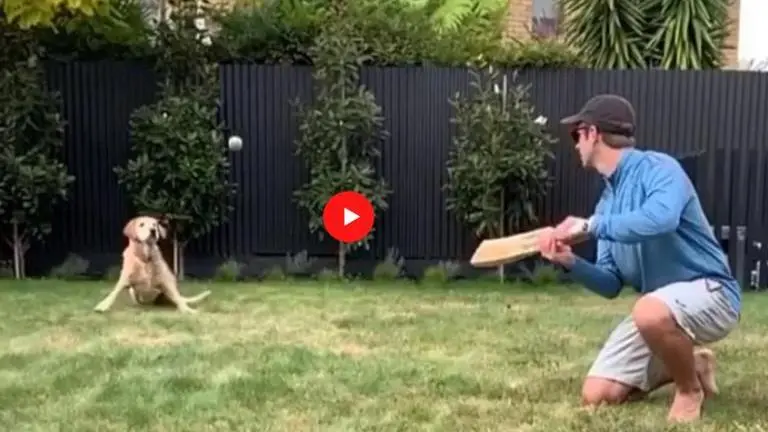 Kane Williamson's dog Sandy adorably takes brilliant reflex catch at slips; watch video Kane Williamson