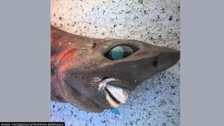 Australia's fisherman catches mystery 'deep sea rough skin shark' from depth of 650 metres deep sea shark