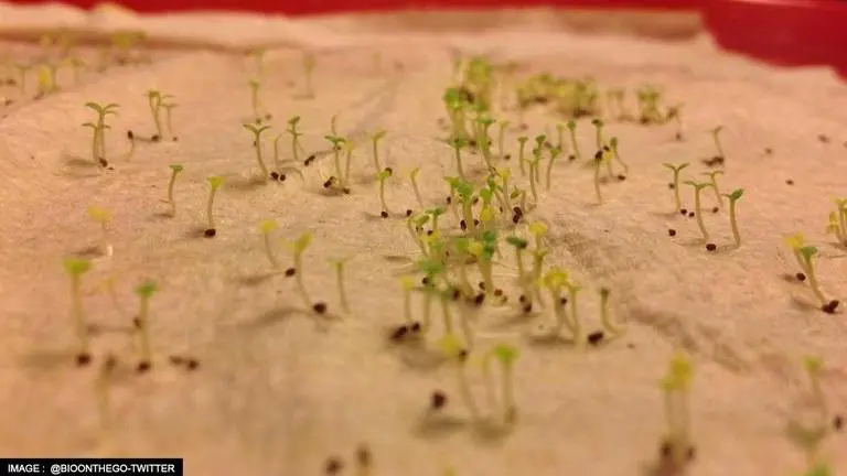 Tobacco usage dates back to 12,000 years? Charred seeds discovered in US reveal so tobacco