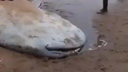 Carcass of Whale Washes Ashore at Beach Near Donkuru in Andhra Pradesh Carcass of whale washes ashore at beach near Donkuru in Andhra Pradesh