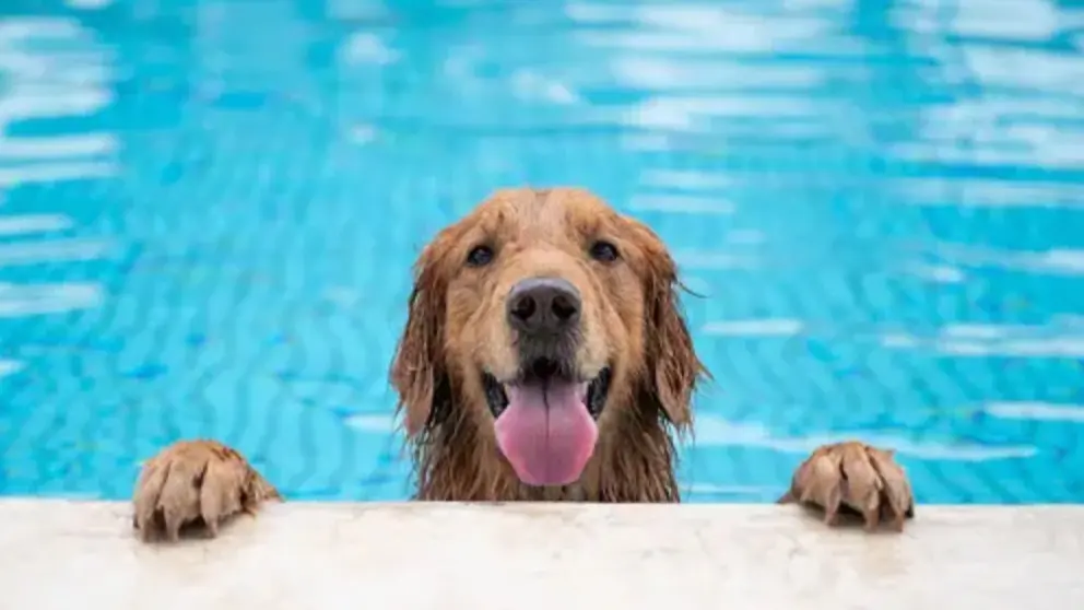 Why Swimming Is Important For Your Pets? Safety Measures To Follow During Lessons Swimming for pet dogs