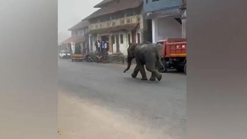 Panic Erupts as Wild Elephant Enters Residential Locality in Karnataka's Kodagu District Panic Erupts as Elephant Enters Residential Locality in K'taka's Kodagu